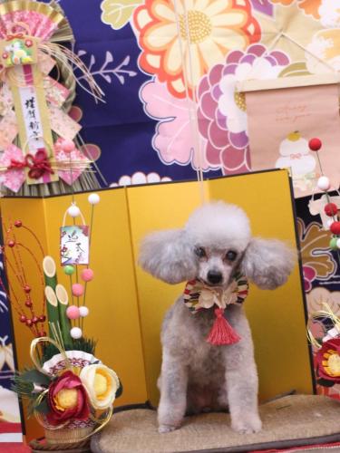 20240117サージュちゃん